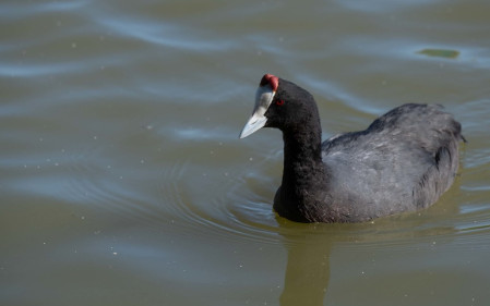 Red-knobbed Coot is now critically endangered in Europe with Iberia being the only location to find them. 