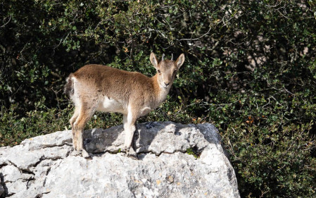 Iberian Ibex is endemic to Iberia and is always a pleasure to catch up with in the mountains around Ronda.