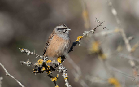 Rock Bunting are a small, diminutive species but are a gem of the mountain regions our tour visits. 