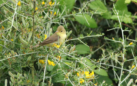 Melodious Warbler can be obliging while on migration.
