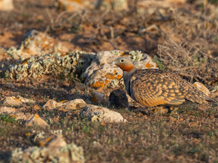 Black-bellied Sandgrouse is a striking species which we will search for towards the end of our tour. 