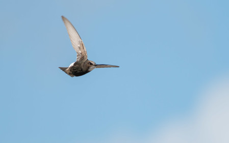 A unique opportunity to witness a breeding colony of Little Swift will be one of many highlights of this tour.