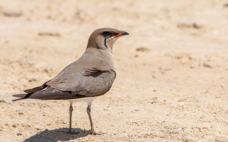 With more than 20 shorebirds on offer it is hard to choose the most striking, but Collared Pratincole is certainly a good choice. 
