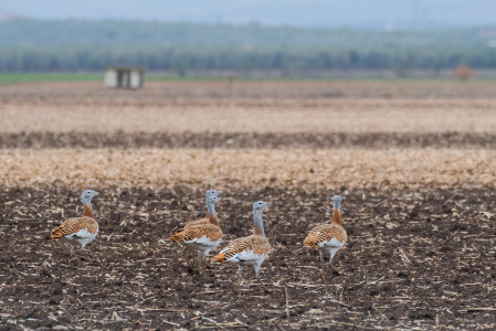 Great Bustard is an endangered species found in the plains of Spain. Towards the end of our tour we will search for this iconic bird. 
&copy; Yeray Seminario