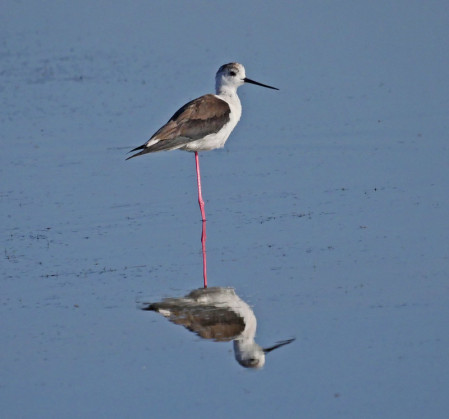 The numerous wetlands are home to some classic Mediterranean species such as Black-winged Stilt&hellip;