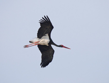 It&rsquo;s important to keep an eye to the skies as birds drifting overhead could include Black Stork,&hellip;