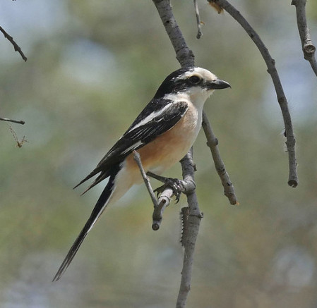 And also for shrikes such as this Masked Shrike freshly arrived from it&rsquo;s wintering grounds in East Africa