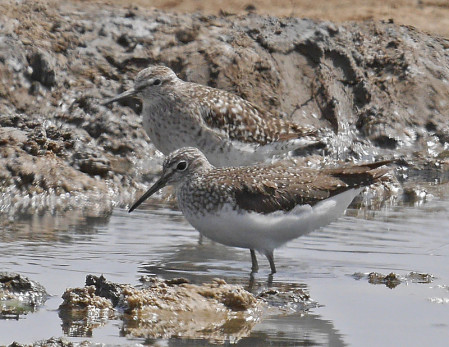 Various shorebirds take advantage of the wetlands as well &ndash; here a Wood Sandpiper (back) and Green Sandpiper (foreground)