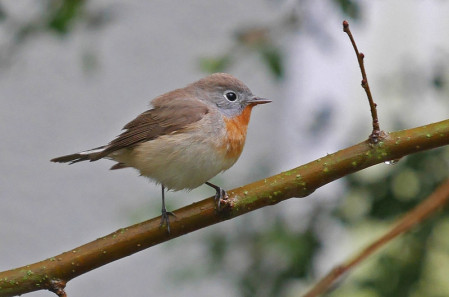 There&rsquo;s a good chance of bumping into a dainty Red-breasted Flycatcher