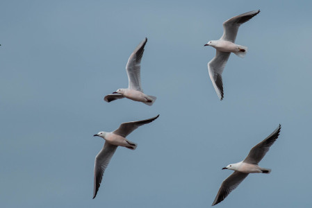 Coastal areas will see us come face to face with many gull species, including the stunning Slender-billed Gull.
