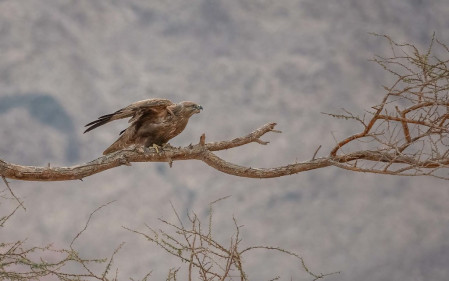 Long-legged Buzzard is yet another of the many species of birds of prey we may come across.