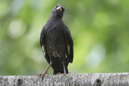 ...where Crested Myna&rsquo;s are common...