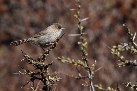 The aptly named national endemic, Chinese Fulvetta, isn&rsquo;t common... (photo by Vincent Wang)