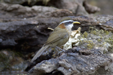 and should be able to find several scimitar babblers, here a widespread Streak-breasted...