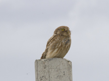 and the birds. Here a Little Owl.