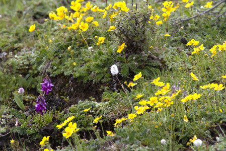 In the Alpine flower meadows we should be able to find...