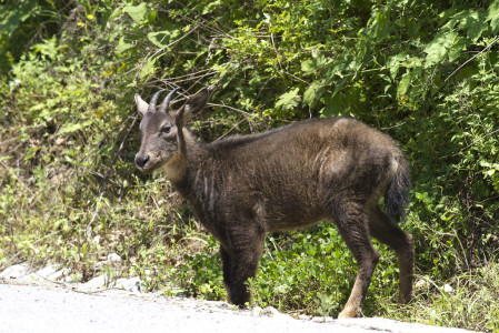 With luck we could see Chinese Goral...