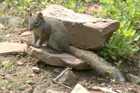 ...and we&rsquo;re sure to run in to several Pere David&rsquo;s Rock Squirrels...