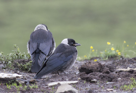 Daurian Jackdaw&rsquo;s a fairly common breeder...
