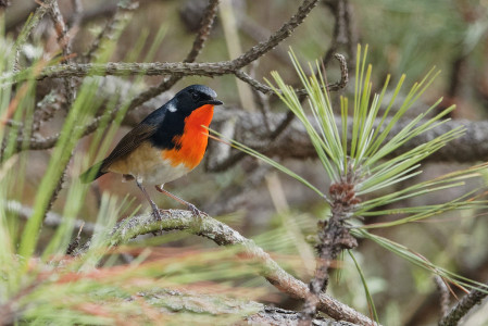 The stunning Firethroat easily lives up to its name. (photo by Vincent Wang)