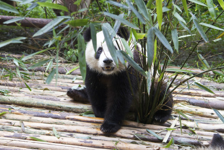 Unfortunately the only Giant Panda that we&rsquo;re likely to see won&rsquo;t be wild&hellip;