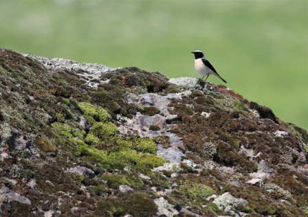 Eastern Black-eared Wheatear is one of several Wheatear species on this tour. (Photo: PD)