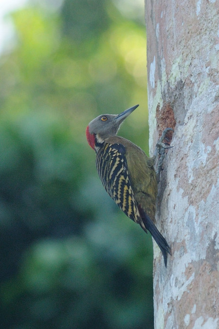 ...where Hispaniolan Woodpecker can be abundant...