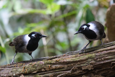 ...we'll find there's never a dull moment! Here, the striking Black-hooded Laughingthrush... 