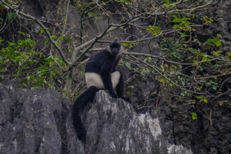 ...which is the last stronghold of the rare and beautiful Delacour's Langur.