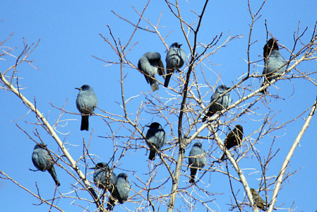 ...and Pinyon Jays can appear as if by magic anywhere along our drive.