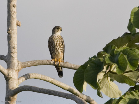 Wintering North American migrants are abundant, ranging from the dashing Merlin...
