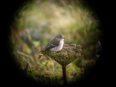 ...and Gray-streaked Flycatcher from the old world...