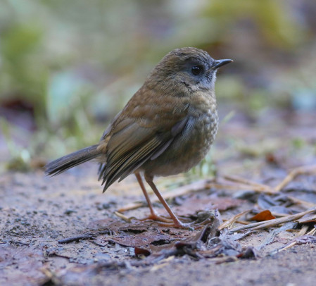 An amazing eight species of Catharus thrushes are possible including Black-billed Nightingale-Thrush...