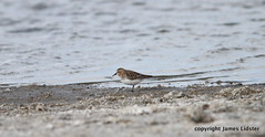 Thumbnail: ...Red-necked Stint.