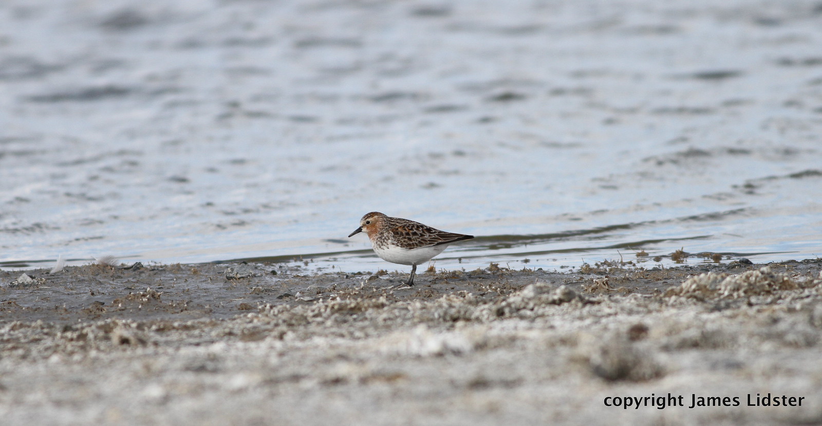 ...Red-necked Stint.