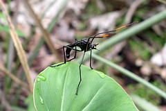 Thumbnail: We pause to admire all forms of life, such as this amazing robberfly, mimicking a wasp.