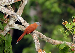 Thumbnail: …or Black-bellied Cuckoo, among many other birds at home only in the canopy.