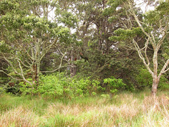 Thumbnail: which protects an excellent stand of native woodlands with an amazing complement of native forest birds.