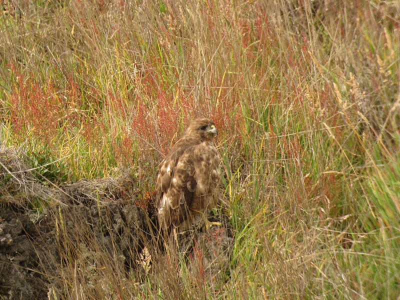 and the scarce endemic Hawaiian Hawk and