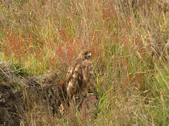 Thumbnail: and the scarce endemic Hawaiian Hawk and