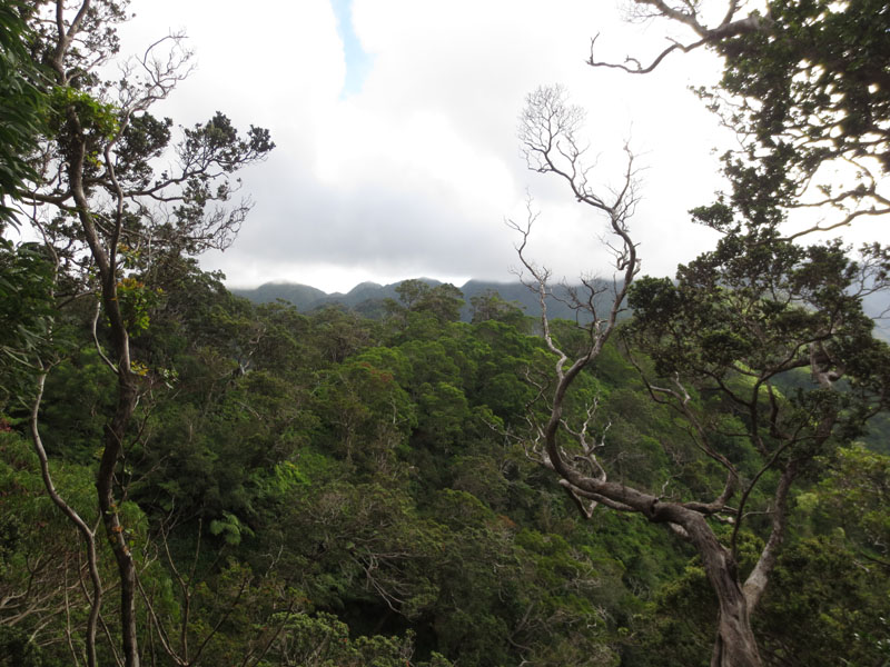 On our first full day we’ll head for the nearby hills and some native forest,