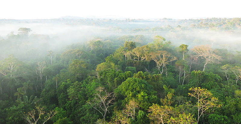 The views of the canopy are breathtaking...