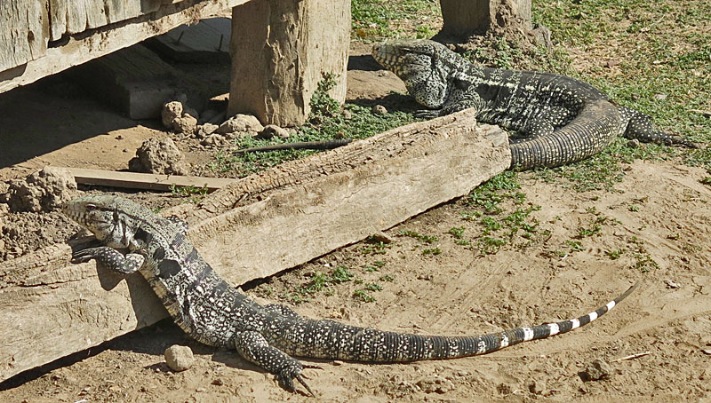 Argentine Black-and-white Tegus also call our lodge's yard home.