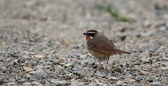 Thumbnail: Grounded migrants could include Siberian Rubythroat...
