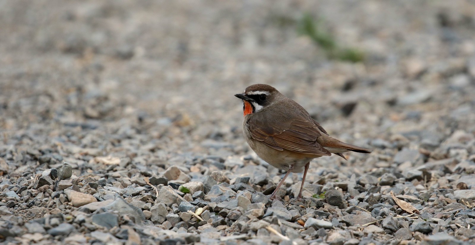 Grounded migrants could include Siberian Rubythroat...