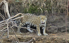 Thumbnail: But our main target here is the magnificent Jaguar, occurring here in a greater density than anywhere else, and our chance of seeing one or even a few is very high.