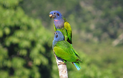 Thumbnail: ...or on others with a pair of Blue-headed Parrots perched even closer.