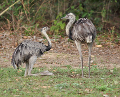 Thumbnail: It’s a long drive back to Cuiabá, but we’ll have time to stop and appreciate the Greater Rheas that we often see next to the road.