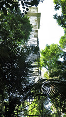 Thumbnail: We'll have at least one morning atop one of the lodge's two 52-meter tall canopy towers.