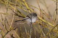 Thumbnail: ...where we'll see a group of birds we won't see again including Black-tailed Gnatcatcher...